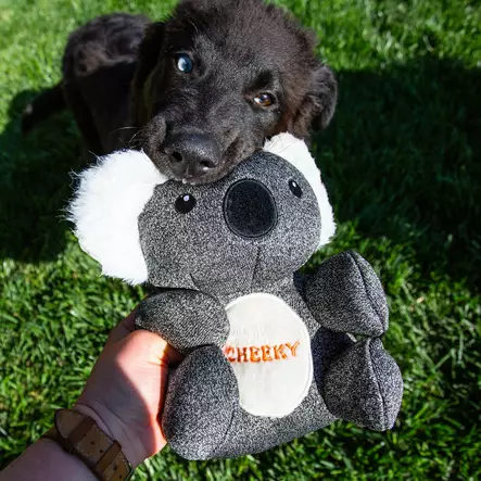 Cheeky Kokos Koala - Hundars mjukdjur - 3770038688019 - 2
